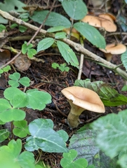 Paralepista flaccida