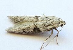 Blastobasis glandulella