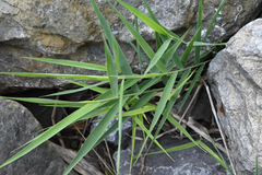 Phragmites australis