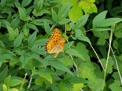 Argynnis hyperbius