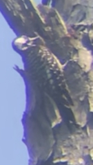 Dryobates borealis