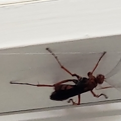 Tachypompilus ferrugineus
