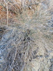 Baccharis brachyphylla