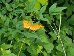 Argynnis hyperbius