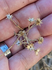 Baccharis brachyphylla