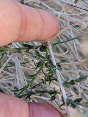 Baccharis brachyphylla