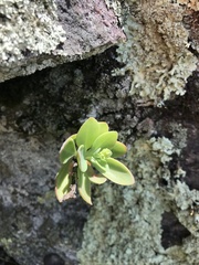 Hylotelephium telephioides