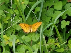 Argynnis hyperbius