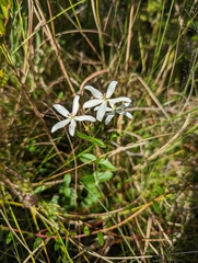 Sabatia difformis