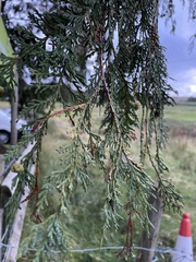 Thuja plicata