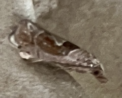 Pelochrista similiana