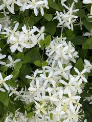 Clematis flammula