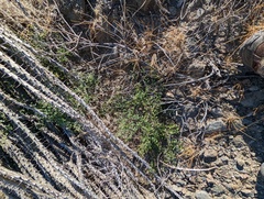 Fouquieria splendens