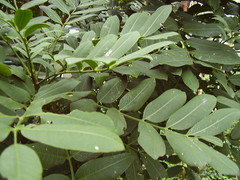 Dysoxylum pachyphyllum