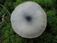 Entoloma indigoferum