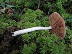 Entoloma indigoferum