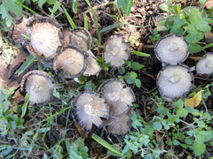 Coprinopsis variegata