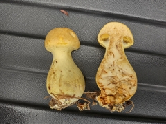 Cortinarius flavifolius