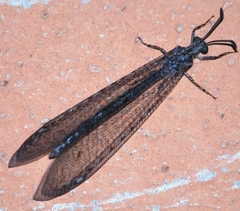 Neuroleon microstenus