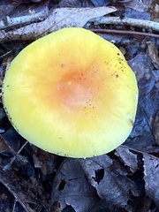 Validae