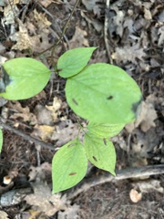 Cornus alternifolia