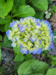 Hydrangea macrophylla
