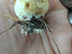 Cortinarius flavifolius