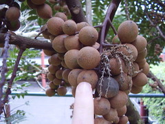 Dysoxylum pachyphyllum