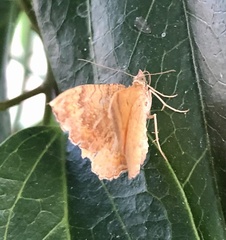 Camptogramma