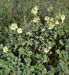 Alcea rugosa