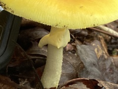 Validae