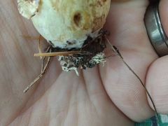 Cortinarius flavifolius