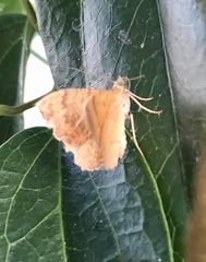 Camptogramma