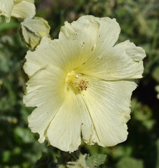 Alcea rugosa