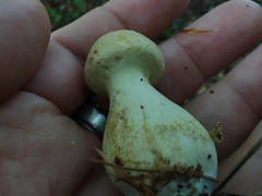 Cortinarius flavifolius