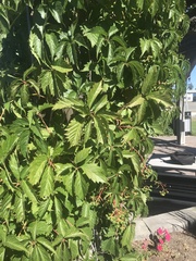 Parthenocissus quinquefolia