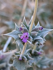 Salvia greatae