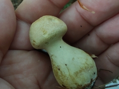 Cortinarius flavifolius