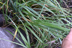 Sporobolus alterniflorus