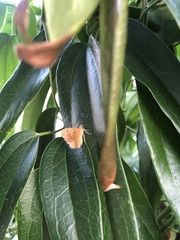 Camptogramma