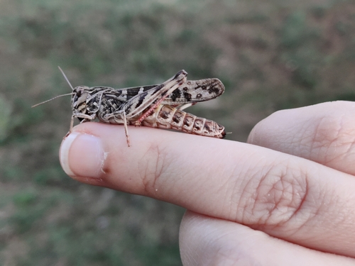 Handsome Cross Grasshopper