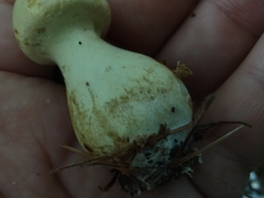 Cortinarius flavifolius