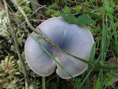 Entoloma indigoferum