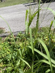 Panicum dichotomiflorum