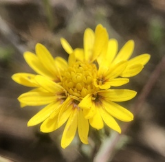 Lessingia germanorum