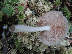 Entoloma indigoferum