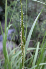 Sporobolus alterniflorus