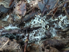 Cortinarius flavifolius