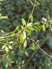 Coprosma ×cunninghamii