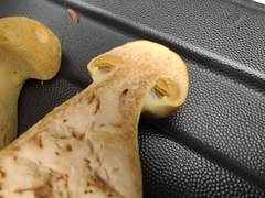 Cortinarius flavifolius